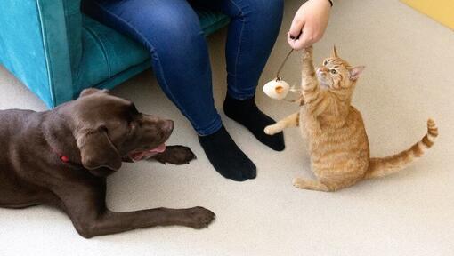Mačka se igra igračkom od perja s vlasnikom dok pas gleda