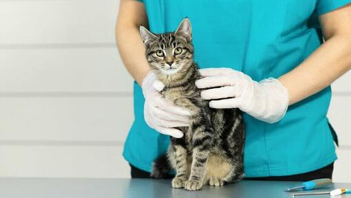 Veterinar nježno drži mačku na stolu