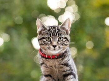 Prugasta mačka s crvenom ogrlicom