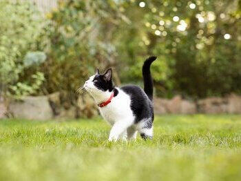 Crno-bijela mačka koja se igra u travi