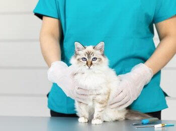 Mačka na veterinarskom stolu