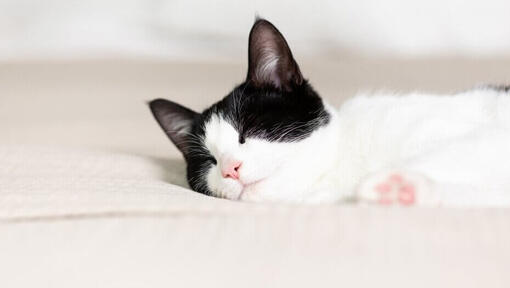 crno-bijela mačka spava