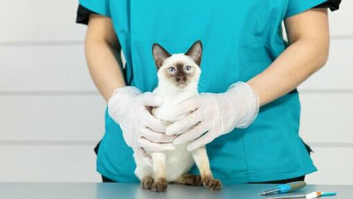 Sijamska mačka sa svijetlim krznom na veterinarskom stolu