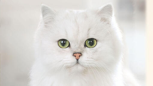 Bijela mačka okrenuta prema kameri