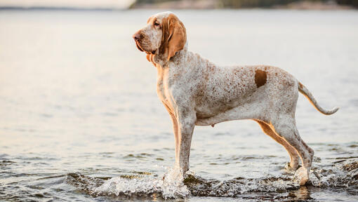 Bracco Italiano stoji blizu vode