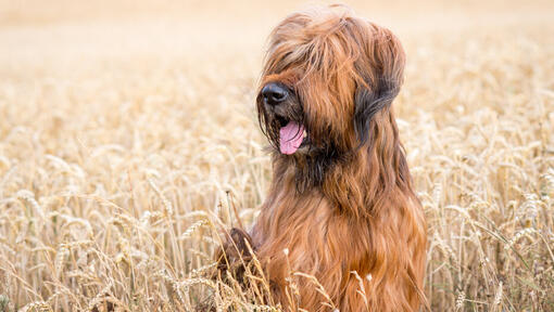 Briard sjedi u polju