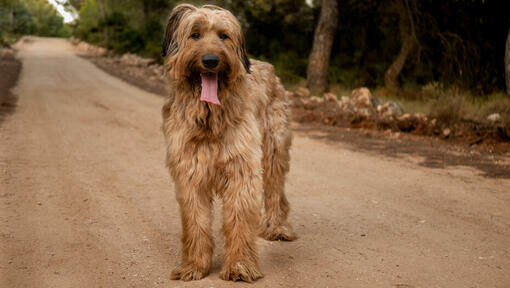 Briard stoji na cesti