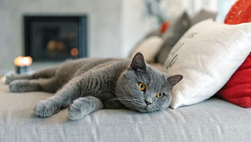 Britanska kratkodlaka mačka drijema na sofi