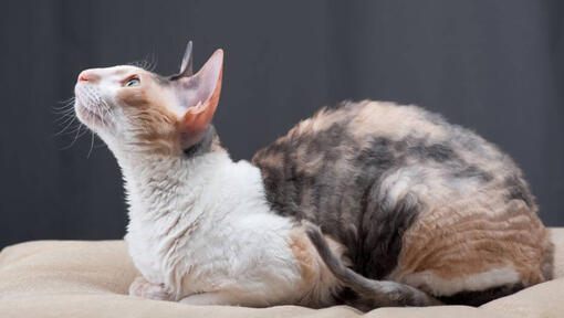 Cornish Rex mačka leži na sofi