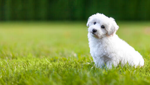 bijeli pahuljasti pas sjedi na travi