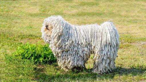 Komondor na terenu