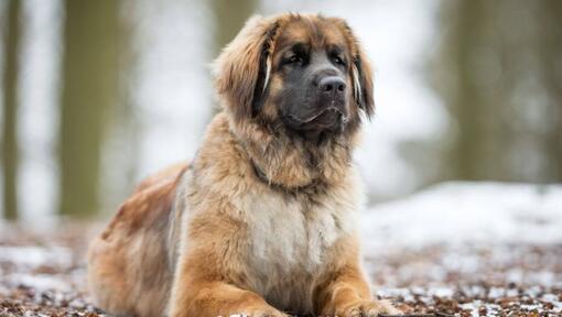 Leonberger leži u blizini snježne šume