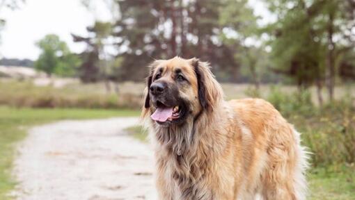 Leonberger stoji na stazi blizu šume