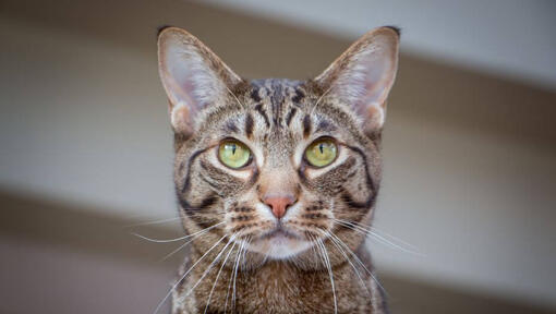 Ocicat nešto zamišljeno promatra