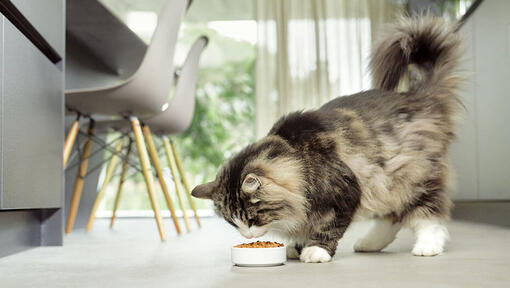 mačka jede iz zdjele