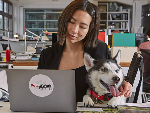 Žena radi na prijenosnom računalu s Huskyjem
