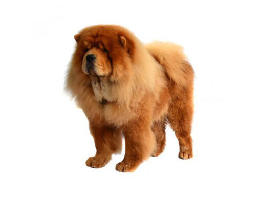 Chow Chow (Dugodlaki)