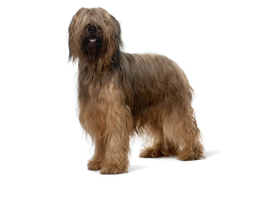 Briard