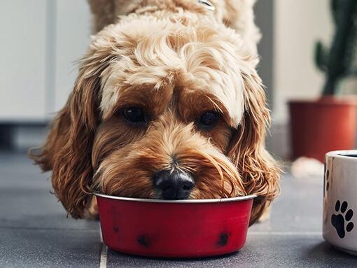 Pas jede hranu iz crvene zdjele