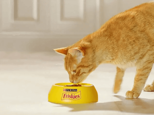 Friskies Mačka