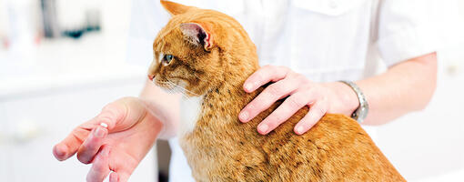 Veterinar daje mačiću tabletu