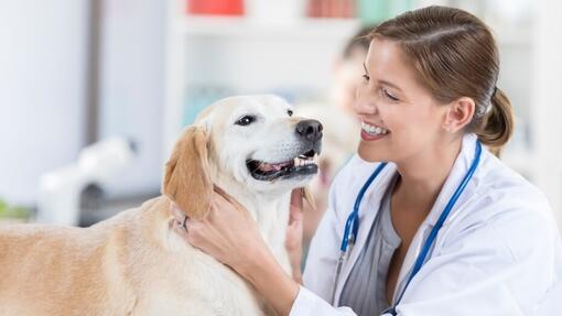Sretan pas kod veterinara.