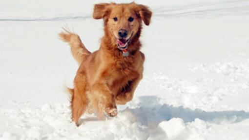 Pas otporan na hladnoću trči po snijegu