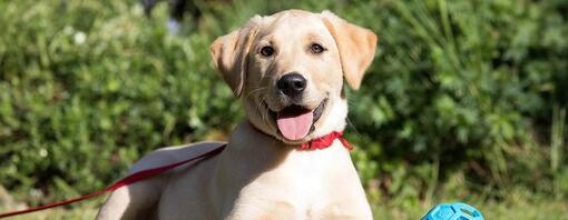 Labrador leži u travi na povodcu