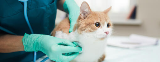 Mačka na pregledu kod veterinara