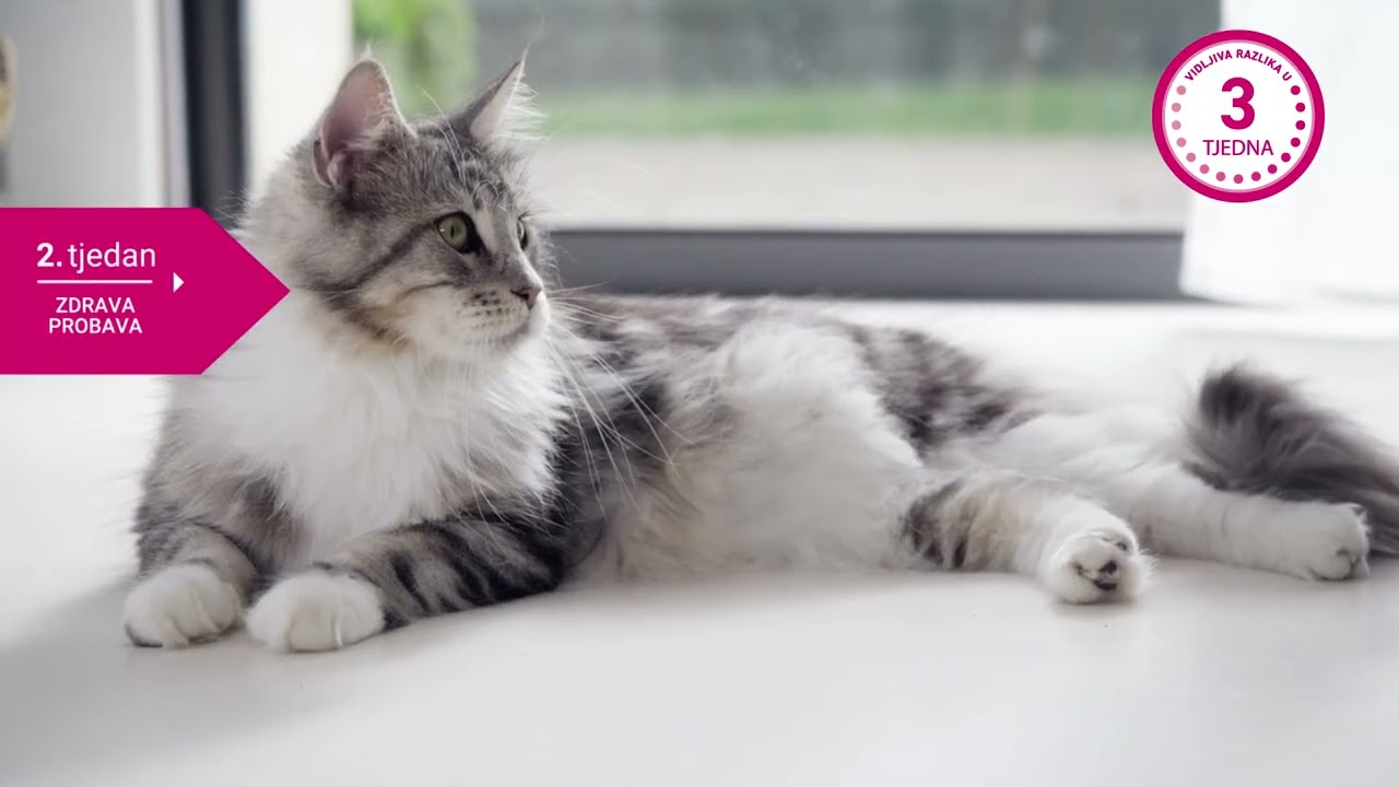 YouTube | HR I PURINA(r) ONE(r) - za vidljive rezultate već od prvog dana (10sec)